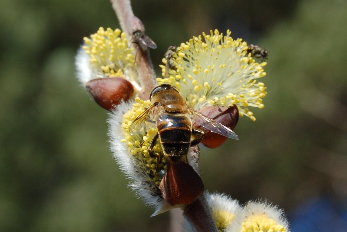 Accenno di primavera.